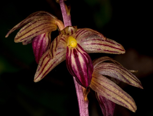 Corallorhiza striata - Stripped Coralroot 15-9387_1.jpg